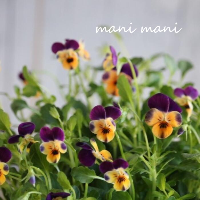 小輪ビオラ　ビオレッタ 「モーブパンプキン」3.5寸ポット苗 フラワーハーツ 花苗　寄せ植え　リース　花壇　ビオラのサムネイル