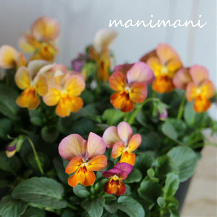 【3苗セット】産地直送　ビオラ「アプリコットアンティーク」3寸ポット苗　3苗セット　花苗　良株のサムネイル