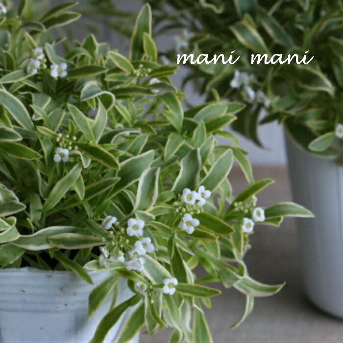 斑入りスーパーアリッサム「フロスティナイト」3寸〜3.5寸ポット苗　寄せ植え　庭植え　花苗　花壇のサムネイル