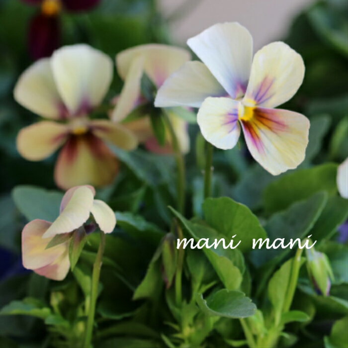 育種家うえたさんオリジナルビオラ「パピヨンワールド」　3.5寸ポット苗 希少 花苗 花色おまかせ 寄せ植え リース 花壇 ガーデング 人気のサムネイル