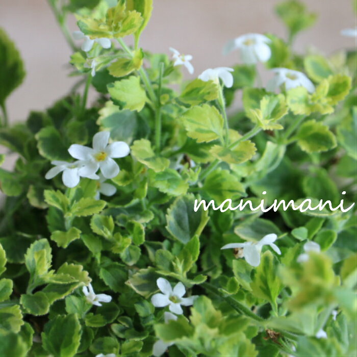 斑入りバコパ「ライムバリエガータ」「エンジェルフロー」2.5～3寸ポット苗 苗 ステラ 花苗 寄せ植え 鉢植え 斑入り 観葉植物 カラーリーフ 希少 季節の花 耐寒性 ガーデニング