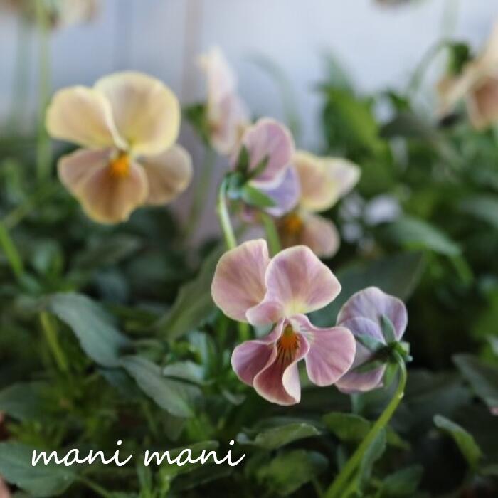 【最新品種】 桂楓園さんビオラ 万葉菫 「おぼろ月」3.5寸ポット苗 花苗　寄せ植え　リース　花壇　パンジーのサムネイル