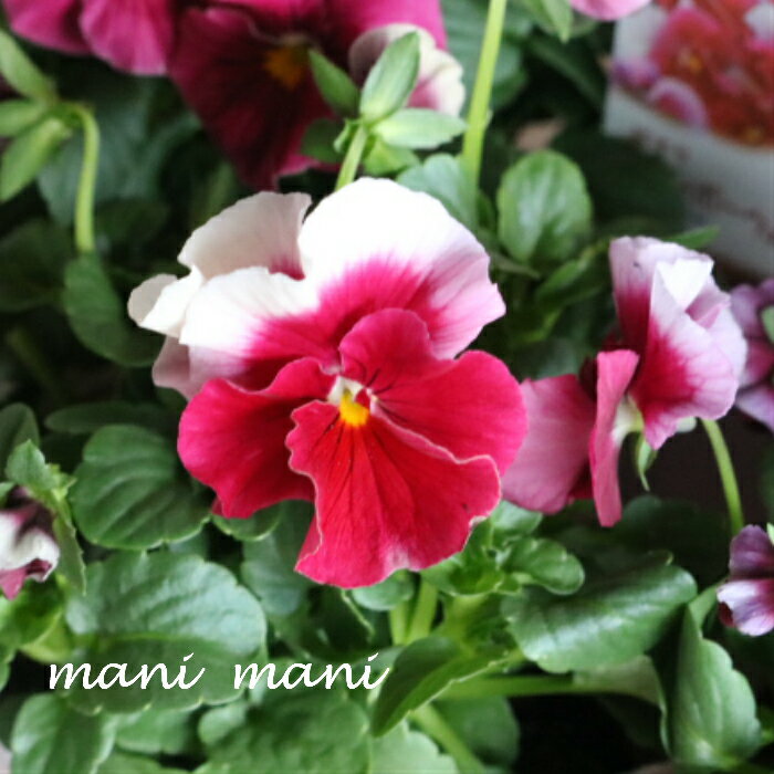 育種家うえたさんオリジナルビオラ　「レインボーウエーブ」　ピンクローズビーコン　3.5寸ポット苗　..