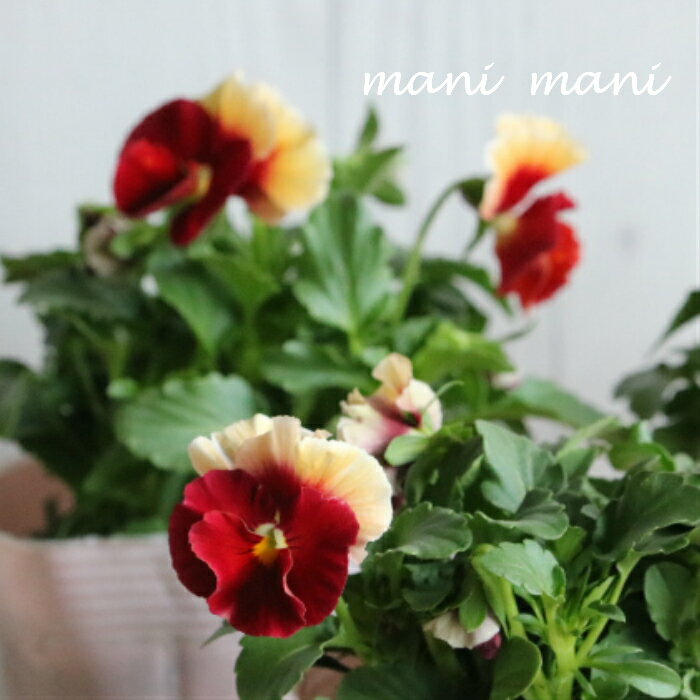 育種家うえたさんオリジナルビオラ　「レインボーウエーブ」　アプリコットローズビーコン　ARB　3.5寸..