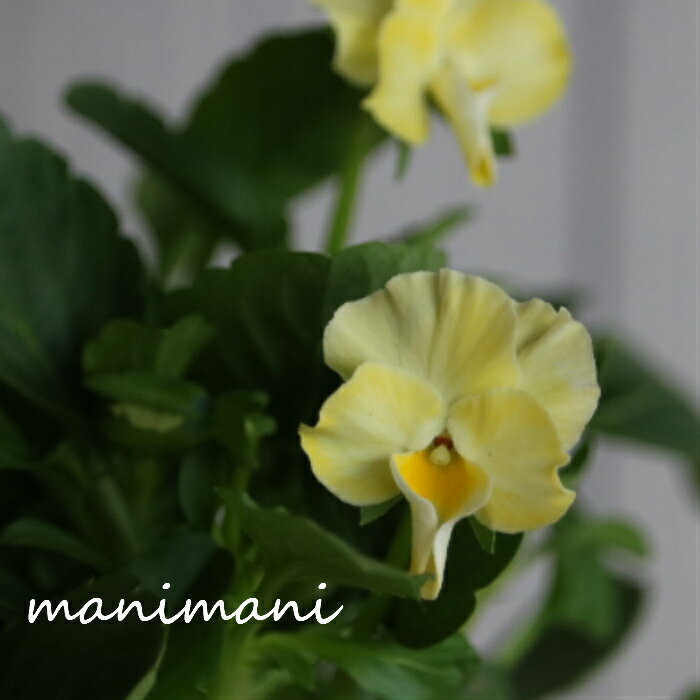 ぞうさんビオラの商品画像