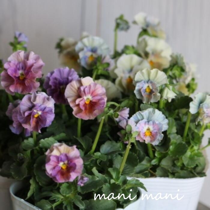 【今季イチオシ！】フリル咲きビオラ「アイクルール」3～3.5寸ポット苗 2024年最新品種 花日和×桐生ふぁ～む共同開発品種　寄せ植え　花壇　ハンギング　希少　人気のサムネイル