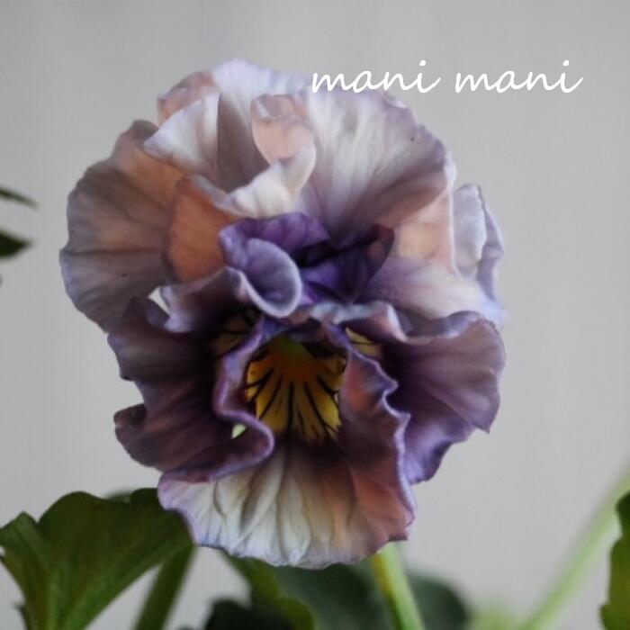 【花色厳選】桂楓園さん パンジー フェデネージュ 「クレープノーブル」パープル系 3.5ポット苗 花苗 寄せ植え リース 花壇 パンジー