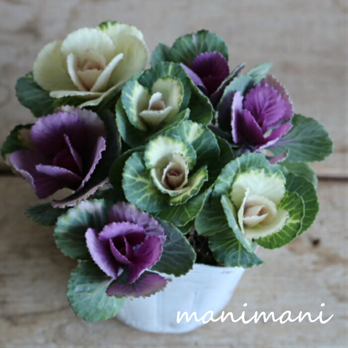 葉牡丹「ローズブーケツイン」3.5...