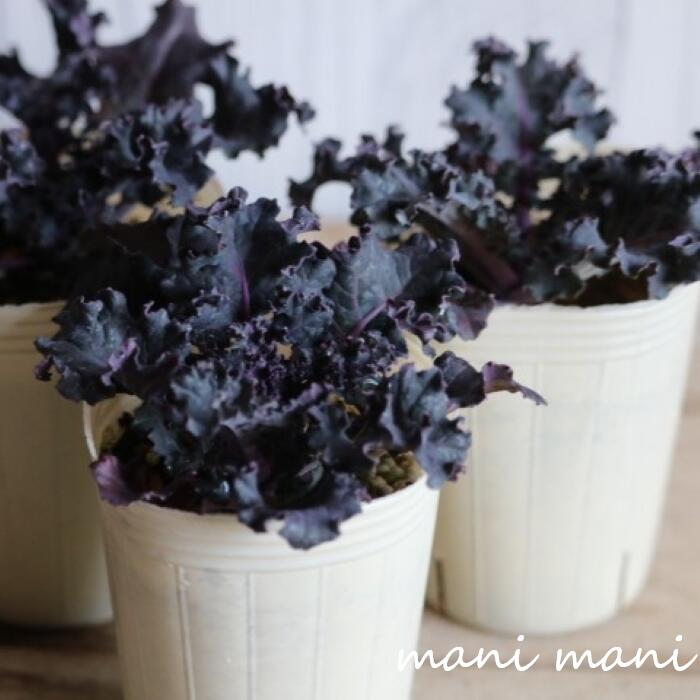 葉牡丹「ブルームレッドウェーブ」2.5寸ポット苗　松原園芸 正月　寄せ植え　良株　花苗　ハボタンのサムネイル