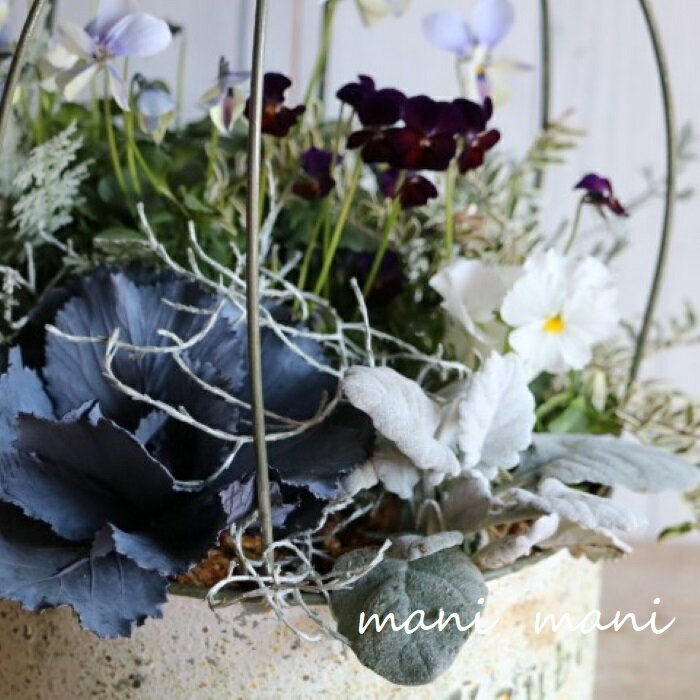 葉牡丹「チタニウムシルバー」2.5寸ポット苗　シルバーリーフ　正月　寄せ植え　良株　花苗　ハボタンのサムネイル