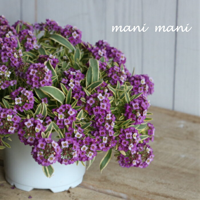 斑入りアリッサム「ハッピーポンポン」3.5寸ポット苗　寄せ植え　庭植え　花苗　花壇のサムネイル