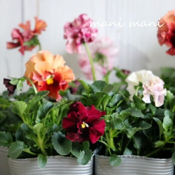 【最新品種】育種家うえたさんオリジナルパンジー「マリーリーン」　3.5寸ポット　希少　花苗　寄せ植え　リースのサムネイル