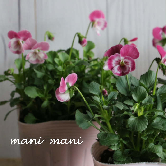 育種家うえたさんオリジナルビオラ「スイートラブ」3.5寸ポット苗　希少　花苗　寄せ植え　リース