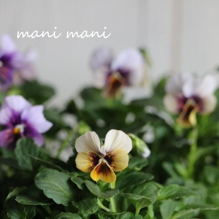 【超オススメ】北島園芸オリジナルビオラ「藍月～あいづき～」3.5寸ポット苗 最新品種 希少 花苗　花壇　寄せ植え　ガーデニング 育種 アイヅキのサムネイル