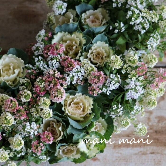 葉牡丹　セッション「ベイビーチュール」3寸ポット苗　花苗　苗　寄せ植え　リース　正月　ハボタンのサムネイル