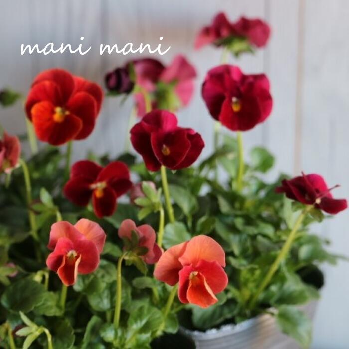 育種家うえたさんオリジナルビオラ「ルージュシンフォニー」3.5寸ポット苗　希少　花苗　寄せ植え　リース　花壇のサムネイル