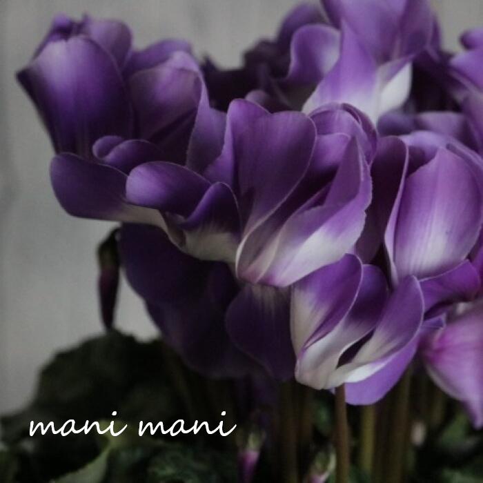 【最新品種】シクラメン「ラパンブルー」5号鉢　花苗　シクラメン　鉢花のサムネイル