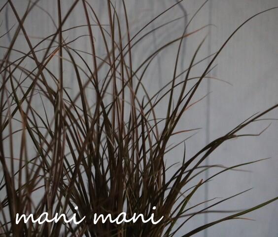 カレックス 「アウバウム」2.5寸ポット苗 オーナメントグラス 寄せ植え 庭植え ローメンテナンス