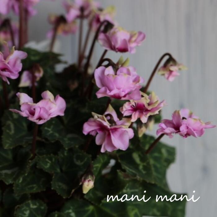 【極上品】八重咲きガーデンミニシクラメン「グリーンティアラ ピンク」3寸ポット苗　花苗　寄せ植え　花壇　苗　正月　クリスマスのサムネイル