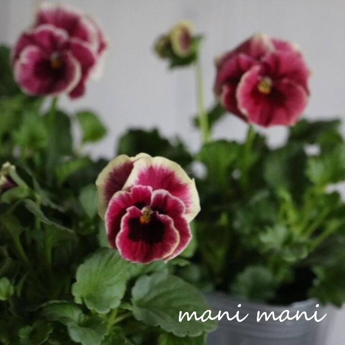 【最新品種】育種家うえたさんオリジナルビオラ「シャルマンロゼ」3.5寸ポット苗 希少 花苗 寄せ植え リース 花壇のサムネイル