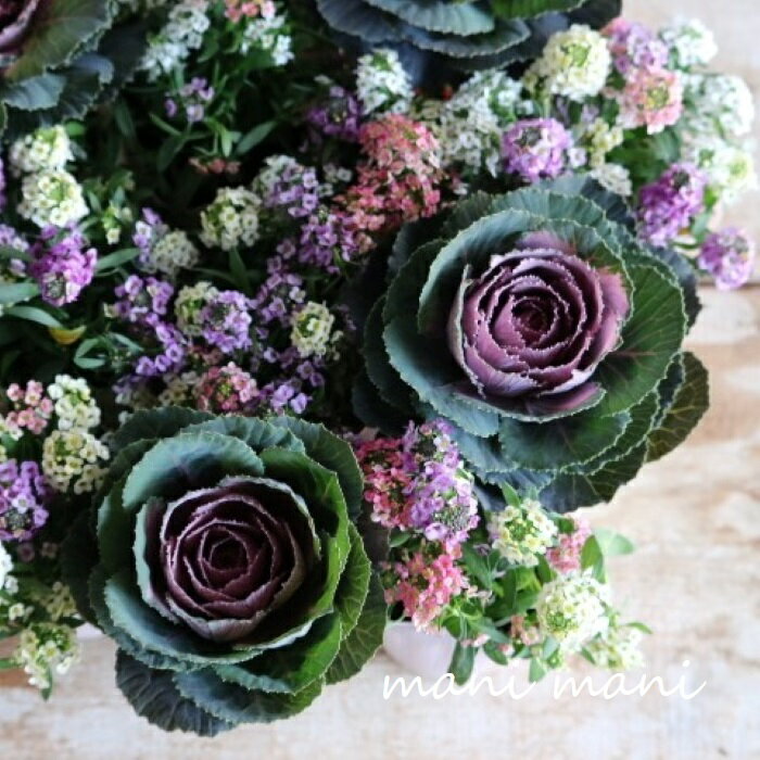 モカ色葉牡丹「萌花シフォン」3寸ポット苗　花苗　寄せ植え　リース　ハボタン　正月　クリスマスのサムネイル