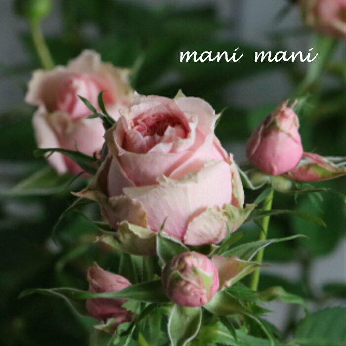 ミニバラ　パティオローズ・ヴィジョン「サラマンダー・アサミ」3.5寸ポット苗　薔薇　花苗　アンティーク　シックのサムネイル