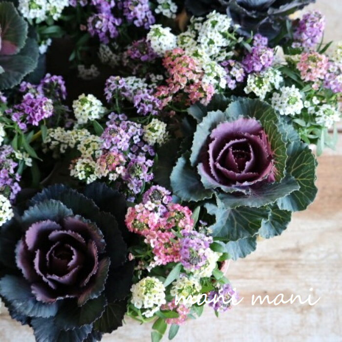 モカ色葉牡丹「萌花ショコラ」3寸ポット苗　正月　寄せ植え　リース　花苗　ハボタン　クリスマス　アンティークのサムネイル