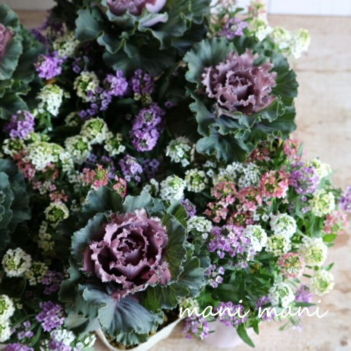 モカ色葉牡丹「萌花フリル」3寸ポット苗　花苗　寄せ植え　リース　ハボタン　正月　クリスマスのサムネイル