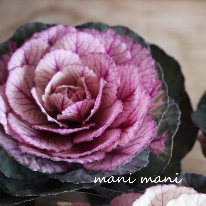 葉牡丹「ヴィンテージベイン　丸葉」2.5寸ポット苗 希少 寄せ植え ハボタン 花苗 正月 苗 リースのサムネイル