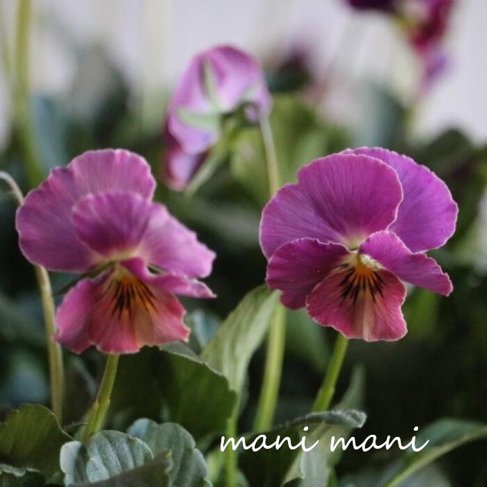 特大サイズで存在感抜群♡パンジーとホワイトローズのリース　スプリングリース 特大サイズで存在感抜群♡パンジーとホワイトローズのリース