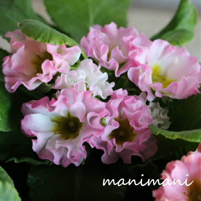 プリムラ「ロゼア」3.5寸ポット苗　バラ咲き　花苗　苗　寄せ植え　リース