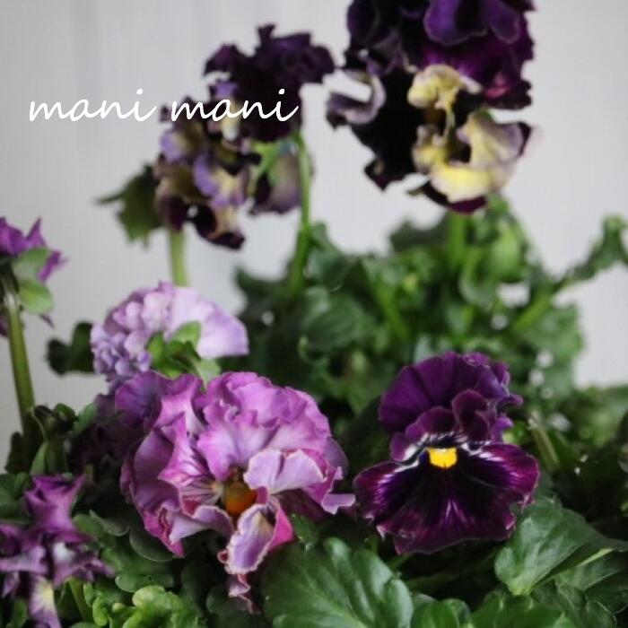 【セール価格】フリルパンジー「アンティークボンボン」Aタイプ 3寸ポット 濃いめの花色 希少 花苗 寄せ植え リース