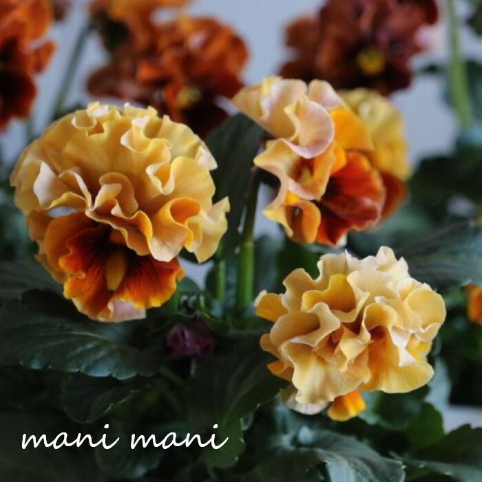 楽天市場】ニチニチソウ 北島園芸の通販