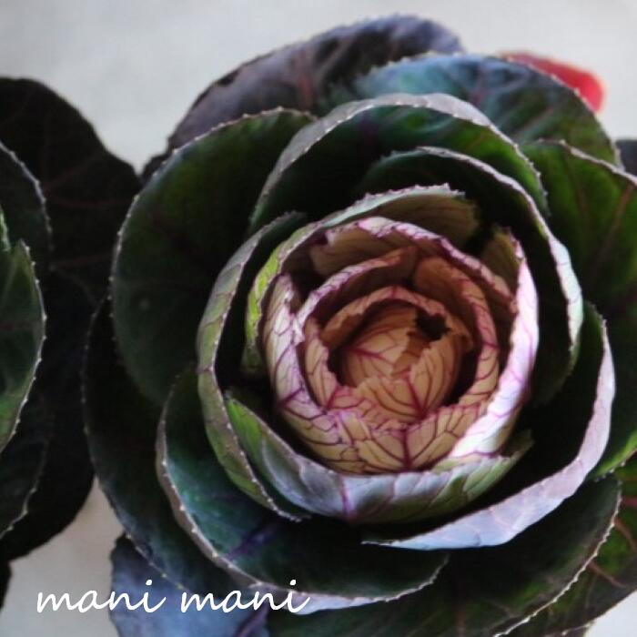 葉牡丹「蓮花～レンカ～」2.5寸ポ...