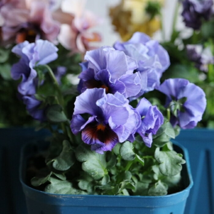 育種家江原セレクション「ヌーヴェルヴァ—グコレクション〜アクアレール〜」3.5寸ポット苗　希少　人気..