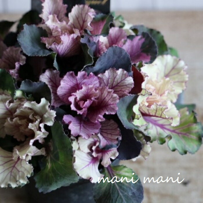 葉牡丹「ヴィンテージブーケフリル」...