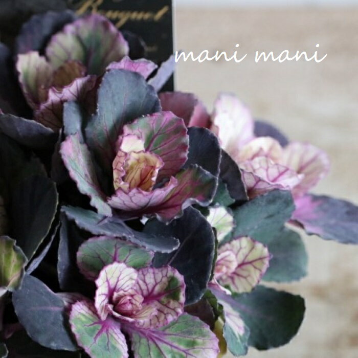 葉牡丹「ヴィンテージブーケ丸葉」2...