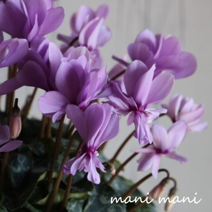 香るシクラメン セレナ—ディア「ライラックフリル」5号鉢 サントリーブルーシクラメン 八重咲シクラメ..