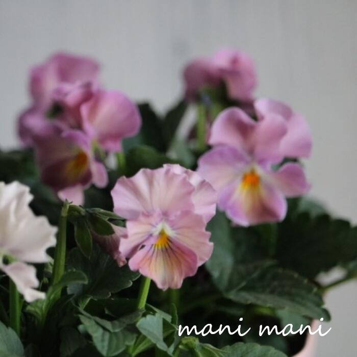 【桂楓園さん育種】フリルパンジー パスフリ 「桜貝」 3.5寸ポット苗 花苗　寄せ植え　リース　花壇　..