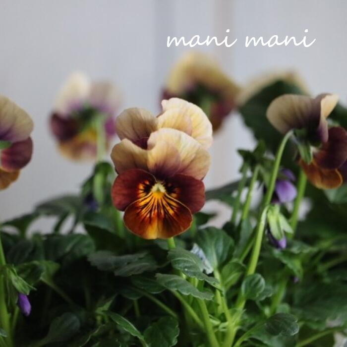 北島園芸オリジナルビオラ「試作品～レッド系～」3.5寸ポット苗 最新品種 希少 花苗　花壇　寄せ植え　..