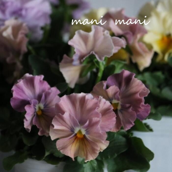 商品情報栽培方法日当たりと風通しの良い場所を好みます。水やりは土の表面が乾いたら株元からあげてください。肥料は植え付け時に緩効性肥料を与えてください。伸びすぎたら切り戻しをすることで長く楽しんでいただけます。注意点◎植物は個体差があり成長もしていますので、商品画像と微妙に違う場合やお花が少ない又は咲いていない場合もございます。◎株の状態を良くするために咲き終わったお花は早めにカットして手入れをしております。お花が少ないまたは咲いていない状態での発送になる場合があります。◎店頭販売もしておりますので、ご注文が入った際に売り切れてしまっている場合がございます。【希少】花日和 食べられるフリルパンジー「エディブルフラワー」Eタイプ フリル 2.5寸ロング 花苗 食べれる花 農薬不使用 流通量が少ない 希少 レア 食べられるパンジー！ 花日和 食べられるパンジー「エディブルフラワー」Eタイプ フリル 花日和さんの食べられるパンジー！花日和さんがペルクレアやシェルブリエをエディブルフラワー(食べられる花)用に育てられた苗になります。農薬不使用のパンジーで食卓に素敵な彩を♪フリルと優しい色合いがステキな小輪パンジーです。※色幅がありますが花色はこちらでお選びいたします。ご了承くださいませ。 　在庫がある場合、5営業日以内に発送いたします1