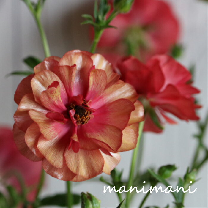 綾園芸さん作出のラナンキュラス ラックス「ムーサ」4寸ポット苗 花苗 花 球根 春の花 耐寒性 光沢花壇 ガーデニング