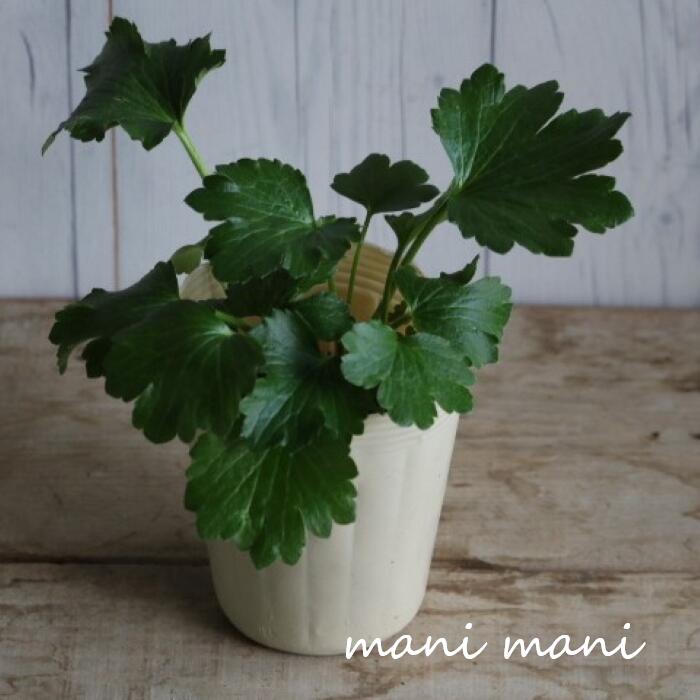 綾園芸さんのラナンキュラス ラックス「アルテミス」4寸ロングポット苗　花苗　花　球根　春の花　耐寒..