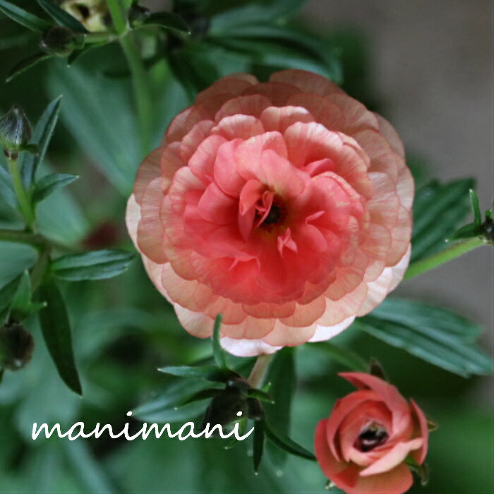 綾園芸さん作出のラナンキュラス ラックス「エリス」4寸ロングポット苗 花苗 花 球根 耐寒性 光沢 花壇 ガーデニング 庭園