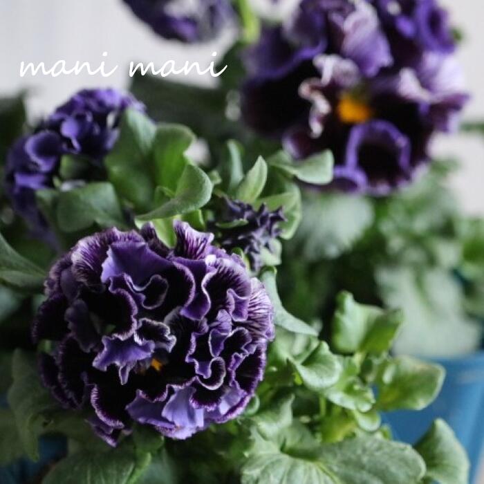 楽天市場】ドラキュラ、パンジーの通販