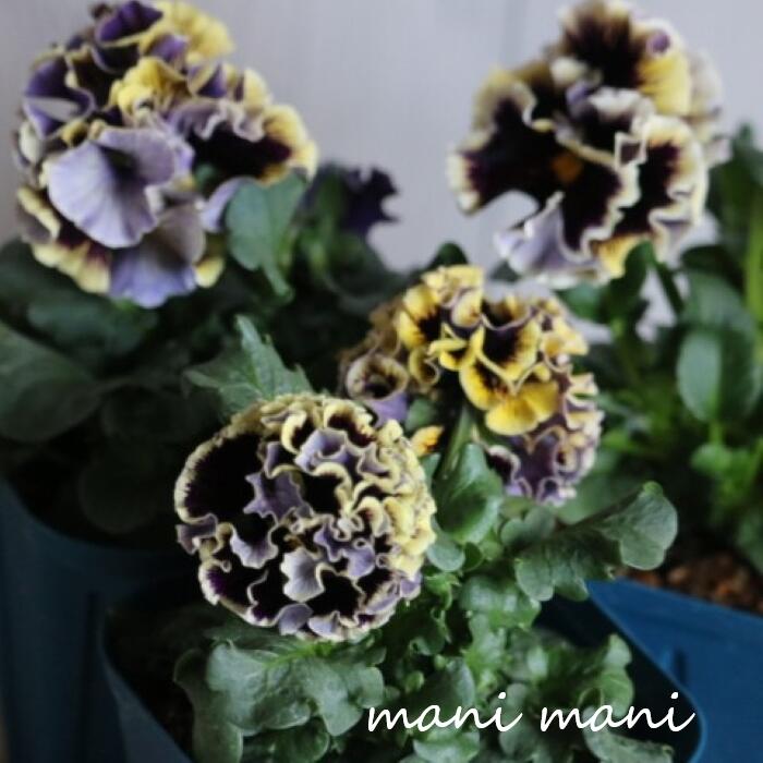 �����Ԥ������ĥ��åȡ�ʡ�ޡ֥ѥ󥸡����ӥ��� ���ڥ���륻�åȡ�10������ �߸˽�ʬ ���ĥ��å� ���� �󤻿��� ���� ʡ�� ���ȥӥ��� ���ȥѥ󥸡� ��...