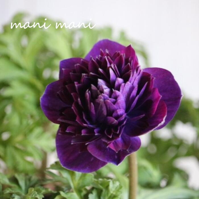 アネモネ 「ファネモス ダブルルージュ」3.5寸ポット苗　花苗 苗 寄せ植え 花壇 ガーデニング ガーデン