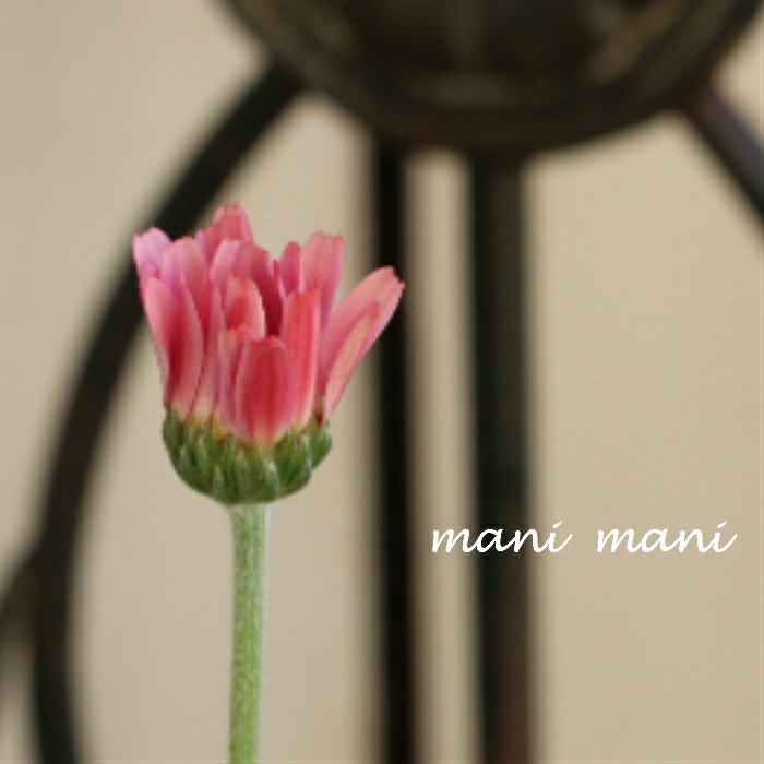 ローダンセマム「 アプリコットジャム」3.5寸ポット苗 寄せ植え 庭植え 花苗