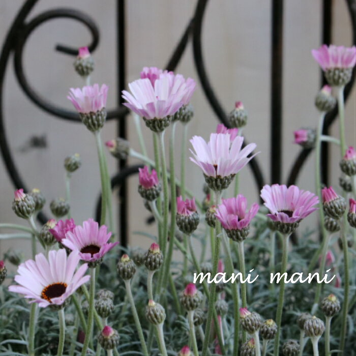 楽天市場】ローダンセマム 苗（鉢花｜花・観葉植物）：花・ガーデン