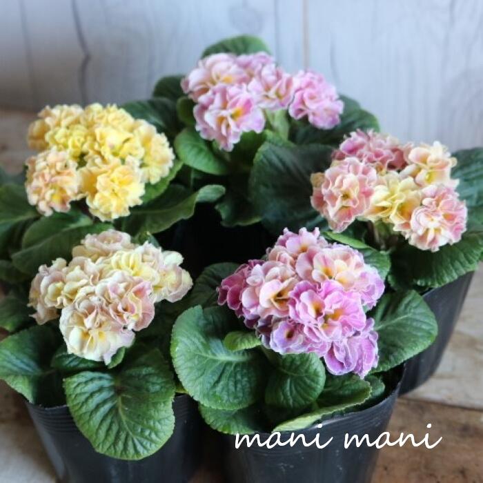 八重咲きプリムラ　ジュリアン「パロマ」　3寸ポット